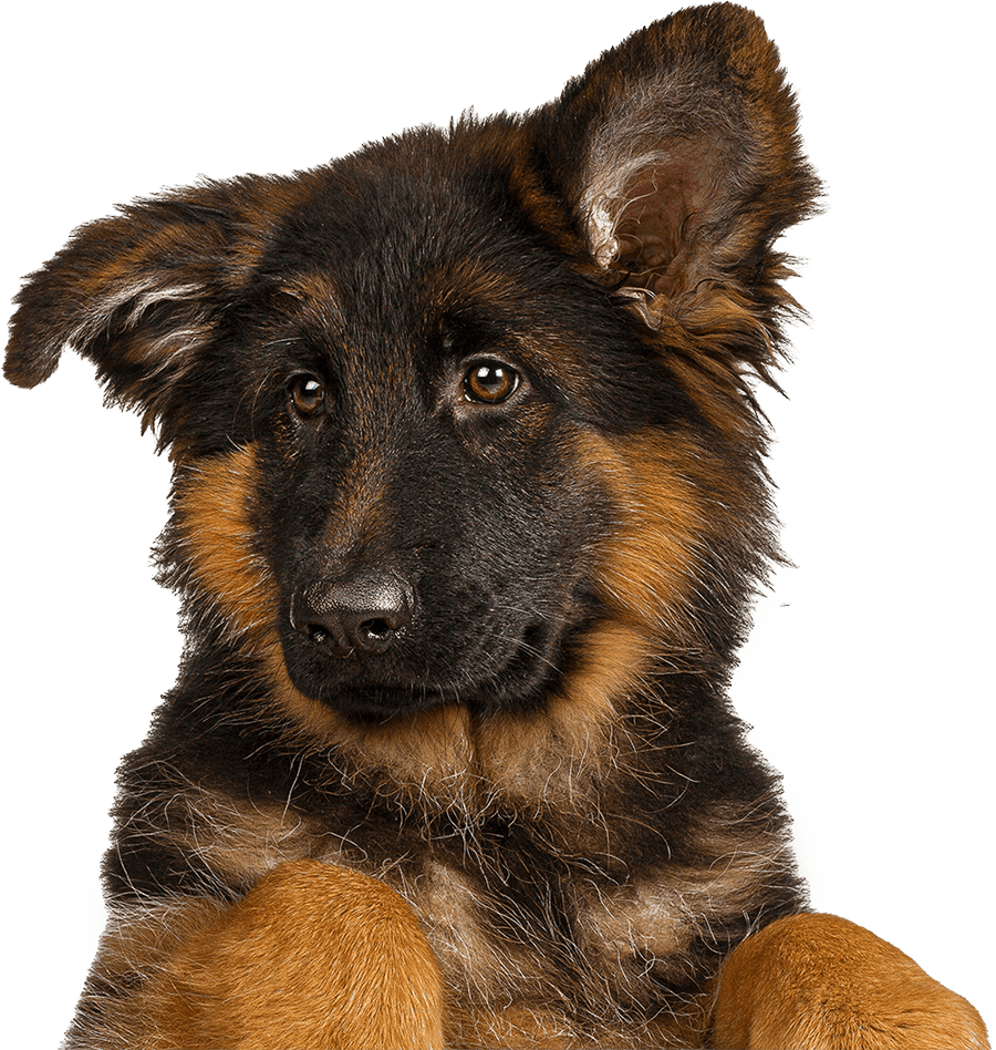 German Shephard Dog Cut Out Body